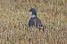 Colombaccio (Columba palumbus) © Giuseppe Colombo
