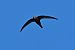 Martinet noir (Apus apus) © Giuseppe Colombo