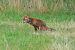 Volpe (Vulpes vulpes) © Giuseppe Colombo