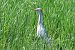 Airone guardabuoi (Ardea ibis) © Giuseppe Colombo