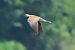 Tortora selvatica (Streptopelia turtur) © Giuseppe Colombo