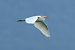 Airone guardabuoi (Ardea ibis) © Giuseppe Colombo
