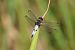 Libellula fulva © Giuseppe Colombo