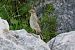 Prispolone (Anthus trivialis) © Giuseppe Colombo