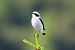 Culbianco (Oenanthe oenanthe) © Giuseppe Colombo