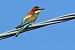 Gruccione (Merops apiaster) © Alfio Sala