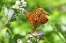 Argynnis paphia © Alfio Sala