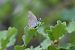 Satyrium acaciae © Alfio Sala