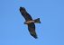 Nibbio bruno (Milvus migrans) © Giuseppe Speranza