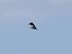 Rondine (Hirundo rustica) © Donatella Rottichieri