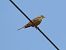 Ortolano (Emberiza hortulana) © Donatella Rottichieri