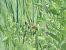 Beccamoschino (Cisticola juncidis) © Donatella Rottichieri