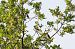 Frosone (Coccothraustes coccothraustes) © Marco Cortemiglia