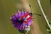 Zygaena erythrus  - Marco Cortemiglia