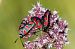Zygaena loti  - Marco Cortemiglia