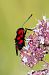 Zygaena loti © Marco Cortemiglia