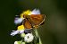 Thymelicus acteon © Marco Cortemiglia