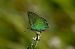 Callophrys rubi © Marco Cortemiglia