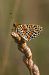 Melitaea didyma © Marco Cortemiglia