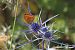 Lycaena virgaureae © Nicola Cillo