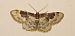 Idaea rusticata © Michele Cento