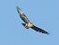 Poiana indet. (Buteo sp.) © Filippo Moratelli