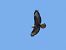 Buzzard, unidentified (Buteo sp.) © Filippo Moratelli