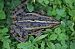 Rana esculenta o Rana di Lessona (Pelophylax kl. esculentus / lessonae) © Stefano Sarrocco (RL)