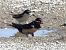 Hirondelle rustique (Hirundo rustica) © Patrizio Gigli