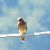 Gheppio (Falco tinnunculus) © Patrizio Gigli