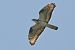Falco pecchiaiolo 