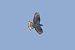 Falco pecchiaiolo 