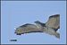 Falco pecchiaiolo (Pernis apivorus) © Autore sconosciuto
