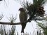 Crociere (Loxia curvirostra) © Ernesto Giovanni Occhiato