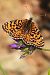 Melitaea didyma © Claude Müller