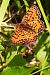 Melitaea didyma © Claude Müller