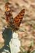 Issoria lathonia © Claude Müller