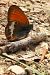 Coenonympha arcania  - Claude Müller