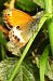 Coenonympha arcania © Claude Müller