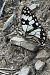 Melanargia occitanica  - Claude Müller