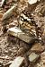 Western Marbled White (Melanargia occitanica) © Claude Müller
