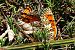Melitaea phoebe  - Claude Müller
