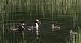 Svasso maggiore (Podiceps cristatus) © Christian Kofler