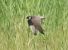 Lodolaio (Falco subbuteo) © Christian Kofler