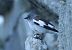 Schneesperling (Montifringilla nivalis) © Christian Kofler