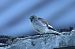 Schneesperling (Montifringilla nivalis) © Christian Kofler