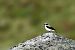 Culbianco (Oenanthe oenanthe) © Christian Kofler