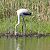 Fenicottero (Phoenicopterus roseus) © Giovanni Gianelli