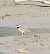 Corriere piccolo (Charadrius dubius) © Giovanni Gianelli