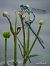 Enallagma cyathigerum  - Barlotti Andrea